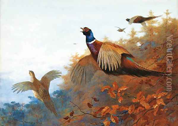 Breaking out of Cover Pheasant in flight Oil Painting - Archibald Thorburn