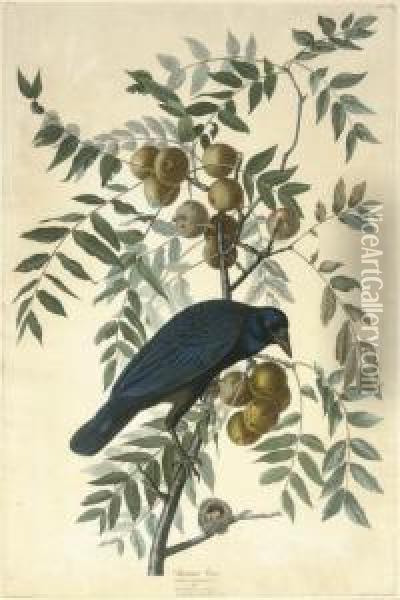 American Crow (plate Clvi)
Corvus Americanus Oil Painting - Robert I Havell