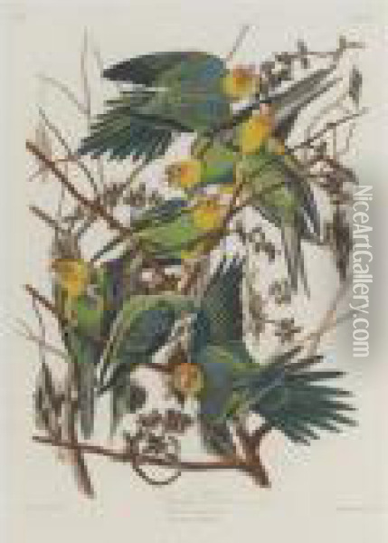 Carolina Parrot Oil Painting - John James Audubon