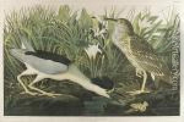 Night Heron Or Quabird, No. 9-1, Plate 363 Oil Painting - John James Audubon