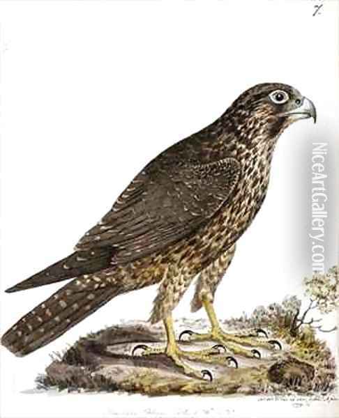 f7 Siberian Peregrine Falcon Falco perigrinus Oil Painting - William Ellis