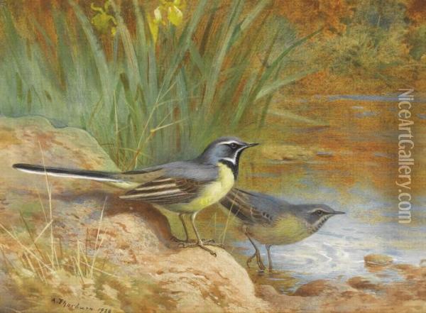 Grey Wagtails Oil Painting - Archibald Thorburn