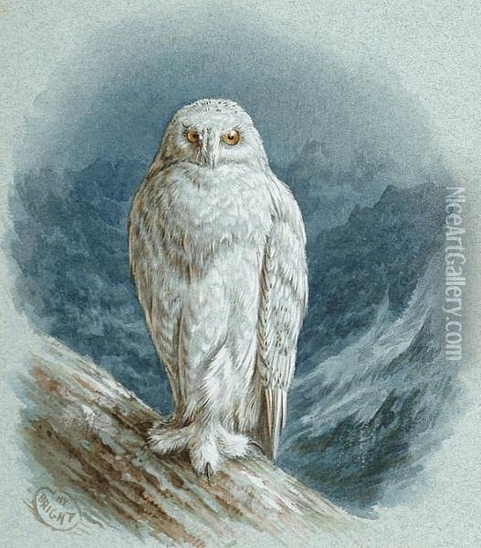 A Snowy Owl Oil Painting - Henry Barnabus Bright