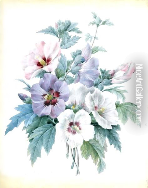 A Bouquet Of Rose Of Sharon (Hibiscus Syriacus) Oil Painting - Pierre-Joseph Redoute