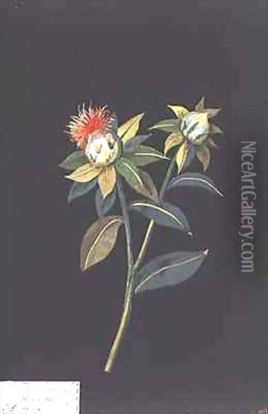 Scarlet Saff flower Carthamus tinctorius Oil Painting - Mary Granville Delany