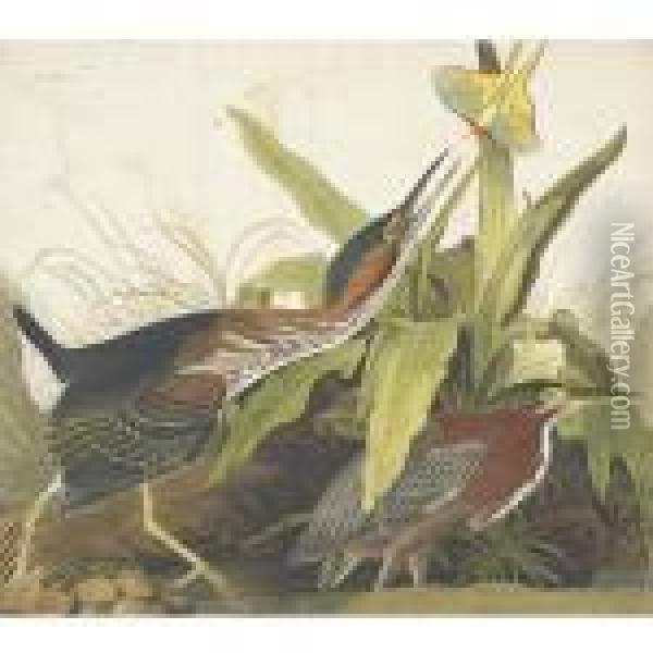 Green Heron Oil Painting - John James Audubon