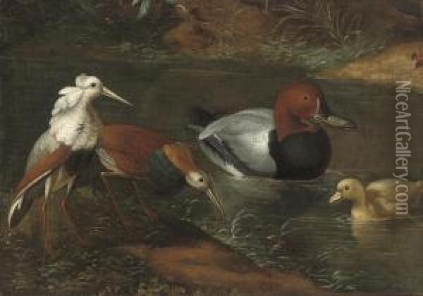 Ducks And Waders Watering Oil Painting - Marmaduke Cradock