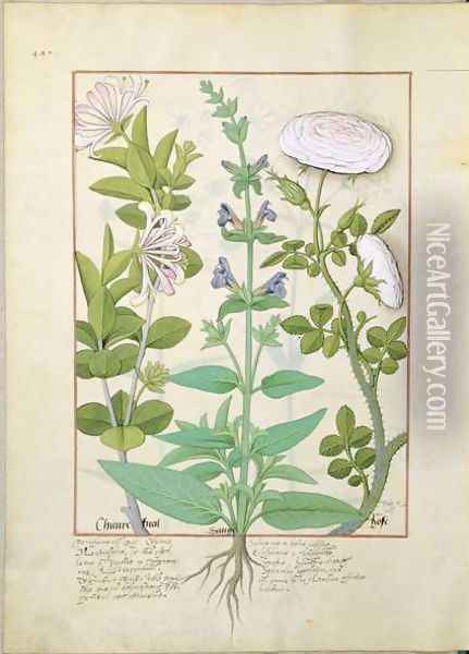 Honeysuckle, Sage and Rose, illustration from The Book of Simple Medicines by Mattheaus Platearius d.c.1161 c.1470 Oil Painting - Robinet Testard