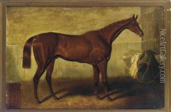 A Bay Racehorse In A Stable Oil Painting - Samuel Spode