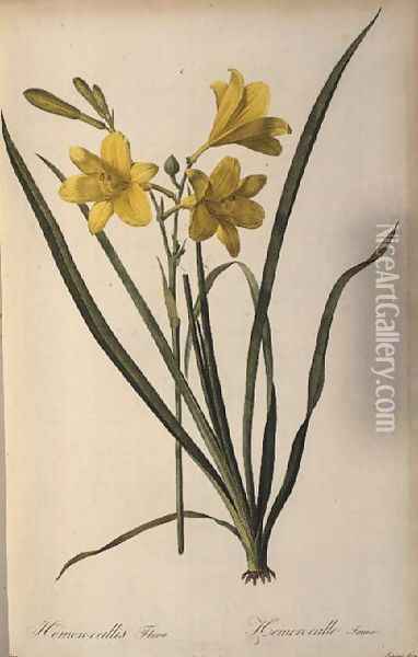 Hemerocallis Flava, from Les Liliacees Oil Painting - Pierre-Joseph Redoute