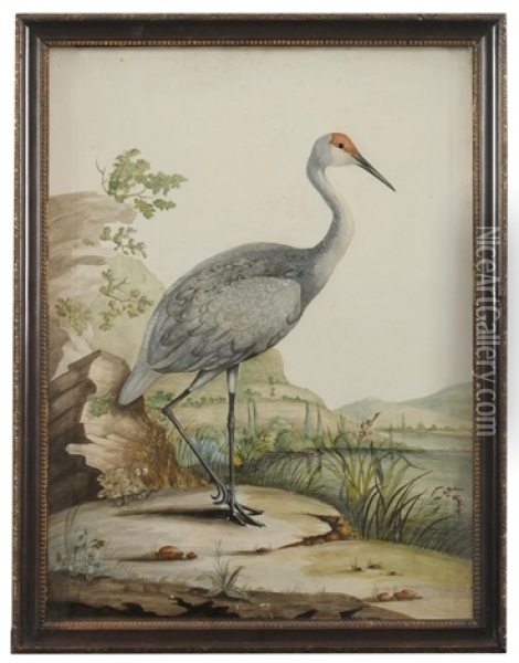 A Red-headed Wader Oil Painting - William Hayes