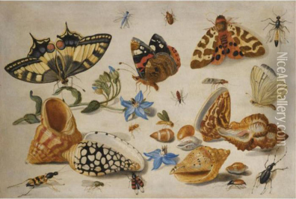A Swallowtail Oil Painting - Jan van Kessel