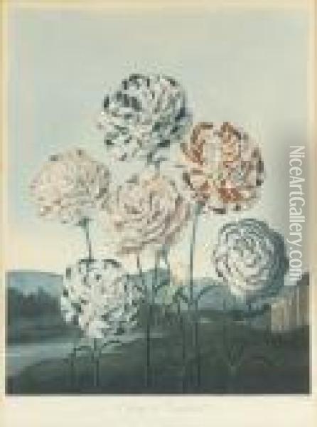 Carnations, By Caldwall Oil Painting - Robert John, Dr. Thornton