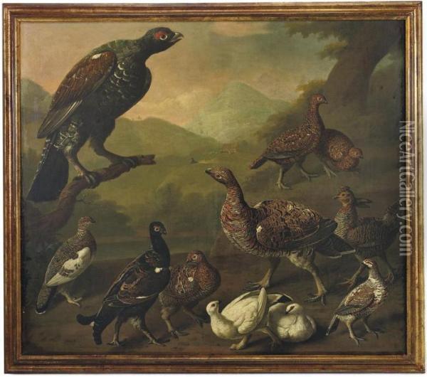 A Large Male Black Grouse, 
Lyrurus Tetrix, Perched On A Branch Andsurrounded By A Variety Of Other 
Grouse Including Male And Femalevarieties Of Red Grouse, Lagopus 
Lagopus, And Ptarmigans Displayingboth Summer And Winter Plumage Oil Painting - Philip Reinagle