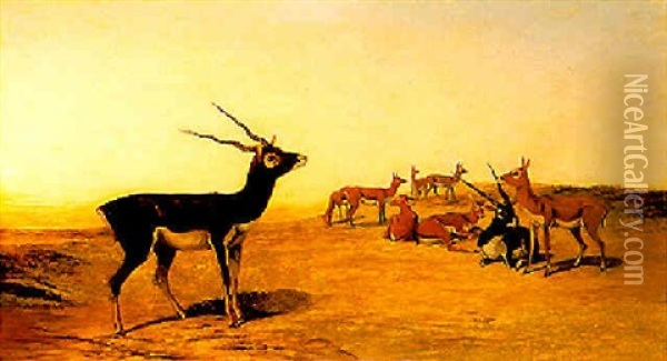 Herd Of Indian Blackbuck Oil Painting - John Trivett Nettleship