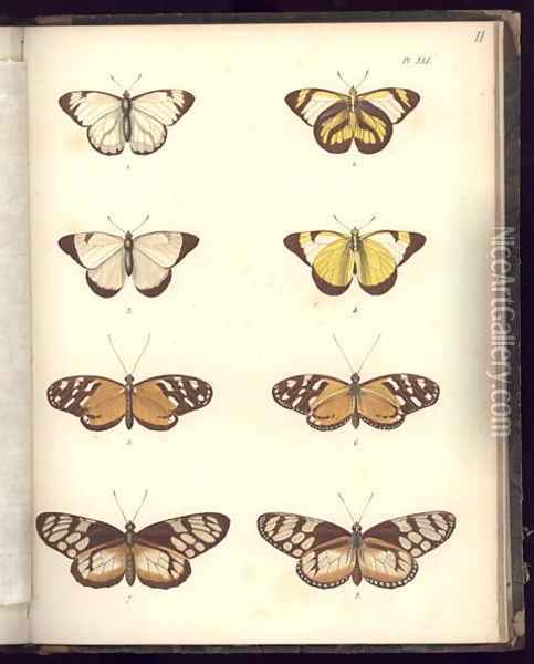 Lepidoptera Oil Painting - Humboldt, Friedrich Alexander, Baron von