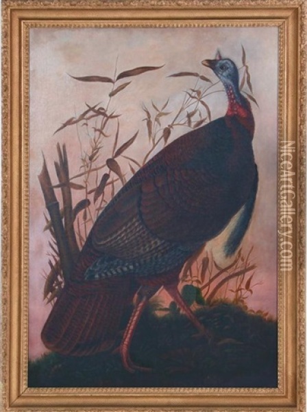 Wild Turkey (plate 1 From Birds Of America) Oil Painting - John James Audubon