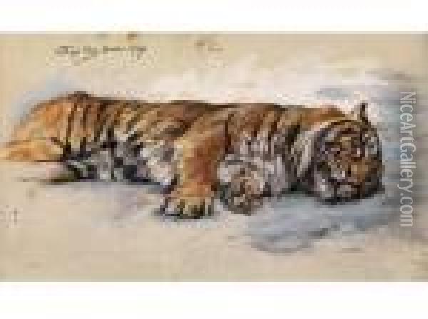 Schlafender Tiger Oil Painting - Geza Vastagh