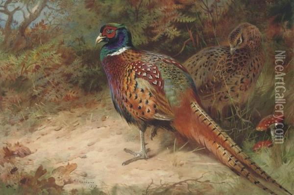 Cock And Hen Pheasant In The Undergrowth Oil Painting - Archibald Thorburn