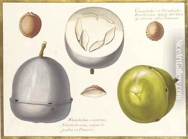 Two studies of an exotic fruit, a cross section of the same and three seeds Oil Painting - Claude Aubriet