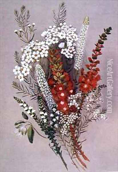 Geraldton Wax Flower and Scarlet Feather Flower Oil Painting - Lady Margaret Forest