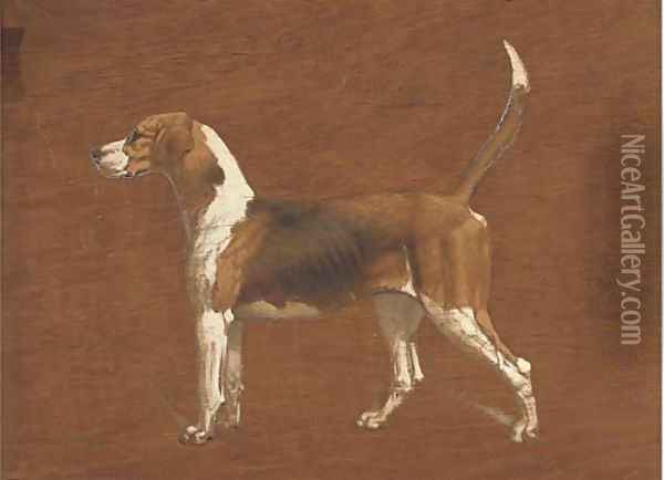 Wallflower, a hound from the North Warwickshire Hunt Oil Painting - Basil J. Nightingale