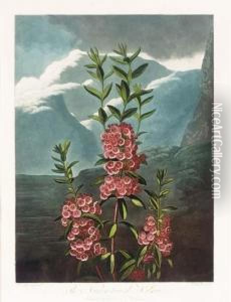 The Temple Of Flora: The Narrow-leaved Kalmia Oil Painting - Robert John, Dr. Thornton