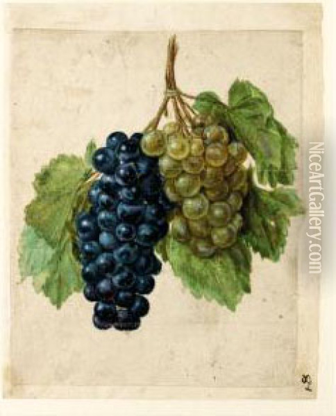 Two Bunches Of Grapes, One Black And One White Oil Painting - Jacques (de Morgues) Le Moyne