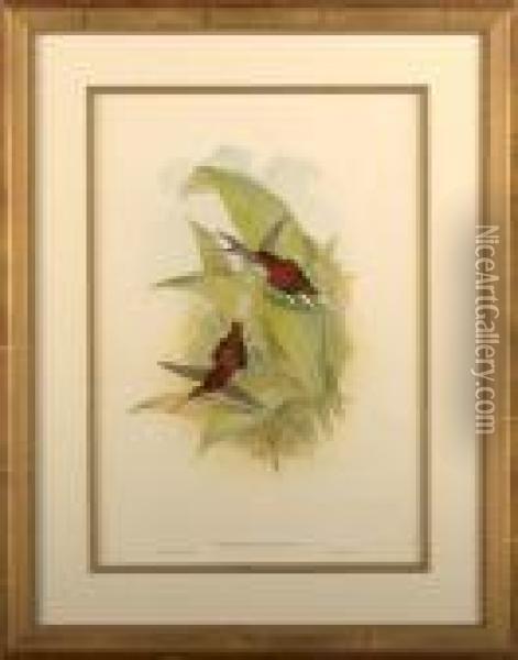 Hummingbirds Oil Painting - John H. Gould