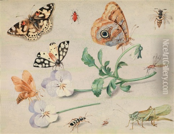 Studie Von Insekten Und Blumen Oil Painting - Jan van Kessel the Elder
