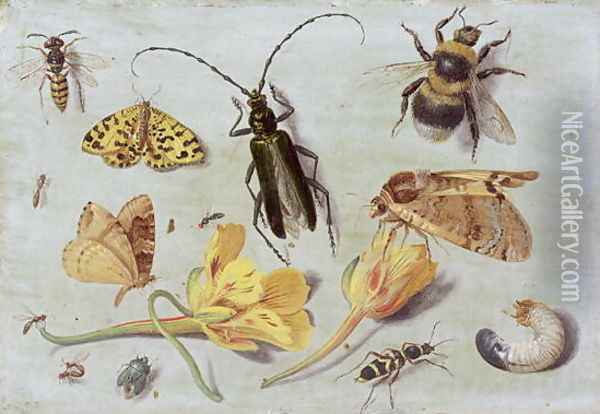 Insects 5 Oil Painting - Jan van Kessel