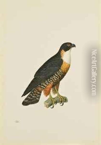 Faucon A Gorge Blanche, Dit Falco Deiroleucus Oil Painting - Nicolas Huet