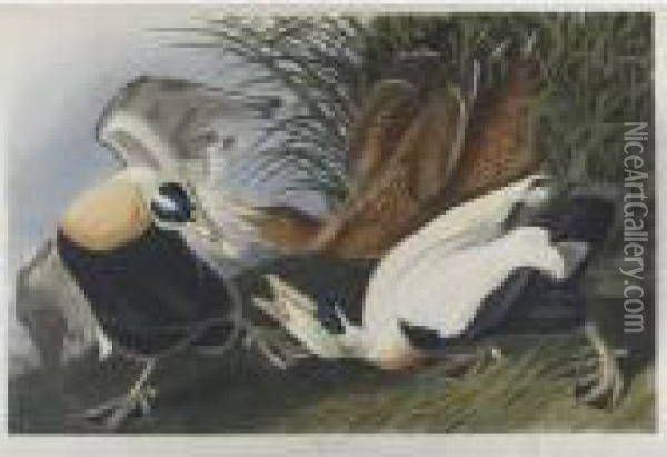 Eider Duck (plate Ccxlvi) Oil Painting - John James Audubon