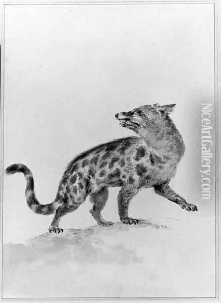 A Civet, looking backwards Oil Painting - Aert Schouman