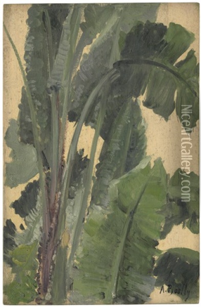 Studie Einer Bananenpflanze Oil Painting - Alexandre Bailly