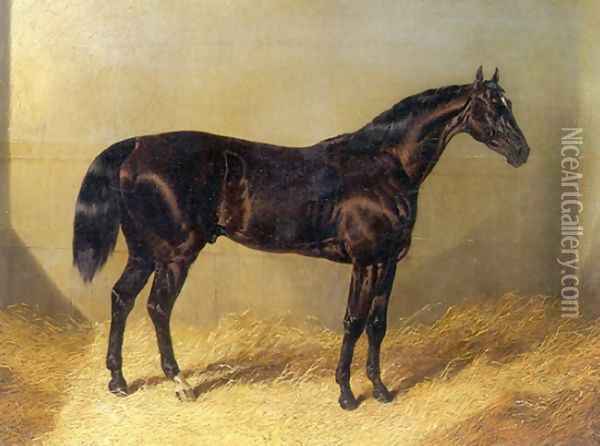 Saddler Dark Bay Racehorse in Stable Oil Painting - John Frederick Herring Snr
