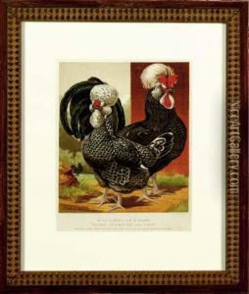 The Illustrated Book Of Poultry: Six Plates Oil Painting - William Rutledge