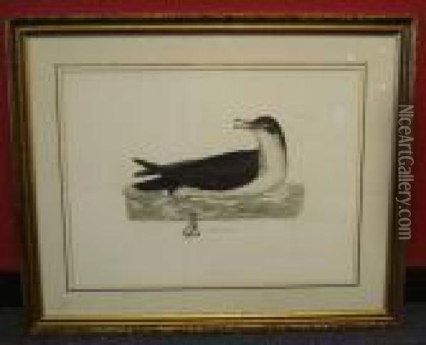 Ornithological Studies Oil Painting - Prideaux John Selby