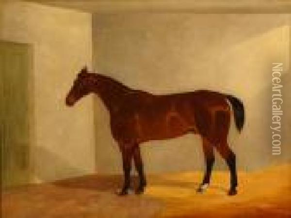 Bay Racehorse In A Loosebox Oil Painting - Harry Hall