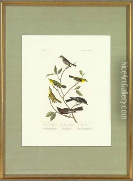 Little Tyrant Fly-catcher (pl. Ccccxxxiv From Birds Of America) Oil Painting - John James Audubon