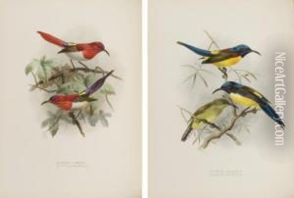 A Monograph Of The Nectariniidae, Or Family Of Sun-birds Oil Painting - Sir Ernest George