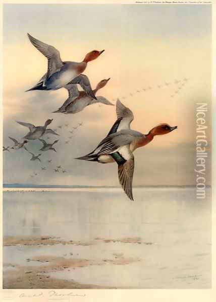 Wigeon Over the Estuary Oil Painting - Archibald Thorburn