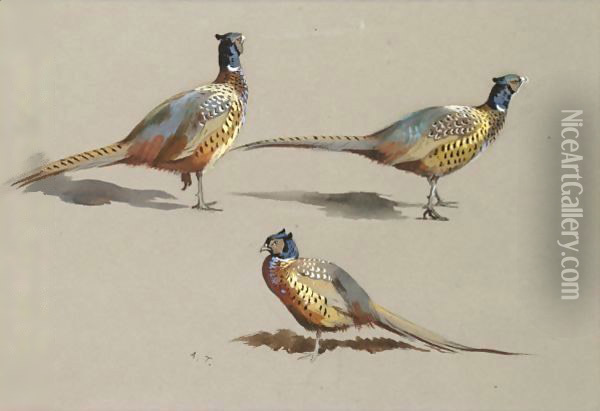 Studies Of A Cock Pheasant Oil Painting - Archibald Thorburn