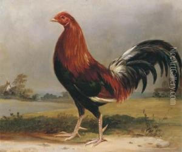 A Fighting Cock In A Landscape Oil Painting - Henry Thomas Alken