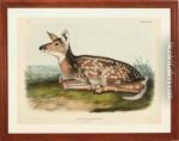 Common American Deer Oil Painting - John James Audubon