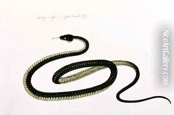 Snake, from 'Drawings of Animals, Insects and Reptiles from Malacca', c.1805-18 (2) Oil Painting - Anonymous Artist