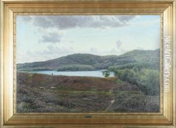 Landscape With Heather And Grazing Sheep Oil Painting - Sigvard Hansen