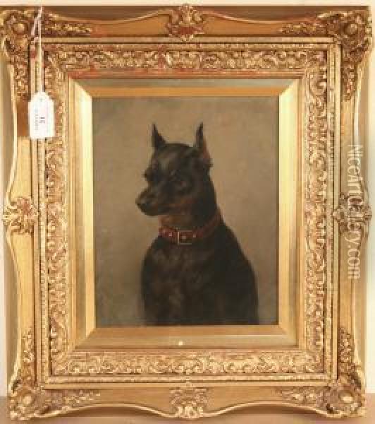 Study Of A Pinscher Wearing A Leather Collar With Metal Studs Oil Painting - Maud Earl