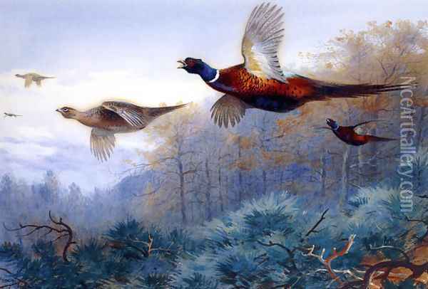 Pheasants in Flight Oil Painting - Archibald Thorburn