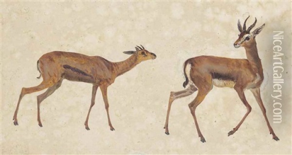 Two Studies Of Antelope Oil Painting - George Garrard